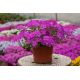 Floks szydlasty 'Spring Purple'